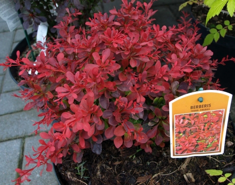 Berberys Thunberga (Berberis thunbergii) 